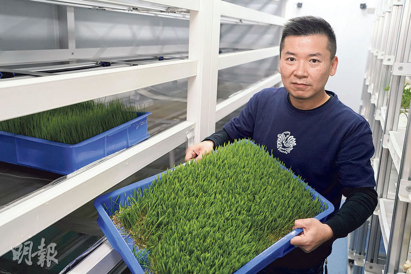 綠芝園創辦人譚嗣籇在東莞虎門基地研究牧草種植，開拓更大市場。（林迎攝）