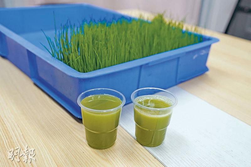 小麥草可榨成青汁，調製健康飲品。（林迎攝）