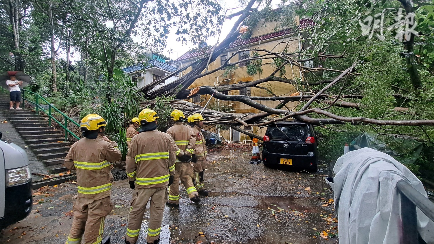 截至今日上午8時，政府共收到19宗塌樹報告。（衛永康攝）