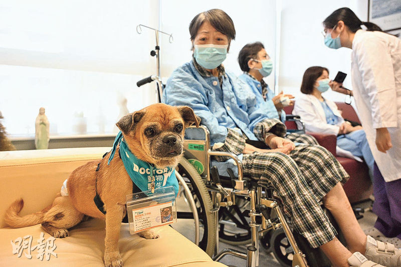 今年13歲的動物醫生Goofy(前)在訪問當日隨主人Angela來醫院探訪,佩戴印有「動物醫生」字樣的圍巾,頸掛印有其相片、姓名、品種等資料的工作證。(曾憲宗攝)