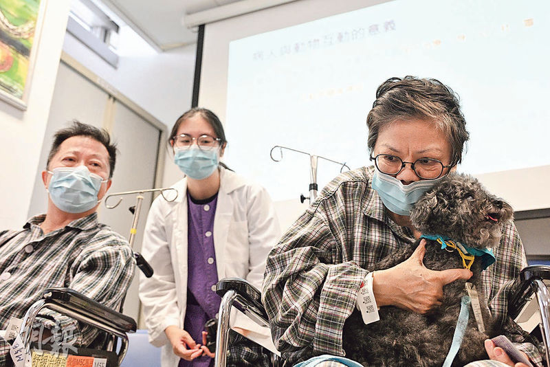 醫管局轄下醫院過去兩年共舉辦50次動物探訪,不少病人也喜歡與動物互動,有病人說住院會寂寞,動物探訪如同有朋友探望,除了開心,撫摸動物也能放鬆心情。(曾憲宗攝)