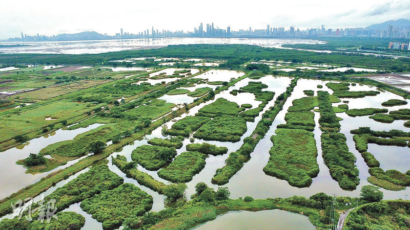 米埔基圍--米埔位於新界西北后海灣一帶,昔日漁民在紅樹林與泥灘之間堆泥築堤,以潮汐引水養蝦,形成獨特的基圍養殖系統。(周群雄攝)