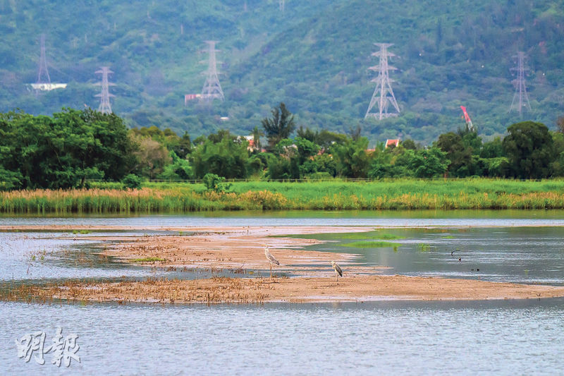 基金會在某些基圍內建造稱為「高潮棲息地」的鳥島(圖),讓水鳥或候鳥在后海灣泥灘因潮漲被淹沒時,有地方休息。(鄧宗弘攝)