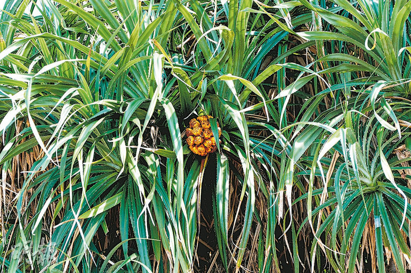 海岸植物露兜樹，因果實外形與菠蘿相似，有「海菠蘿」或「假菠蘿」之稱。（賴俊傑攝）